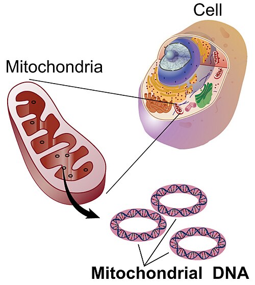 mitochondrial DNA